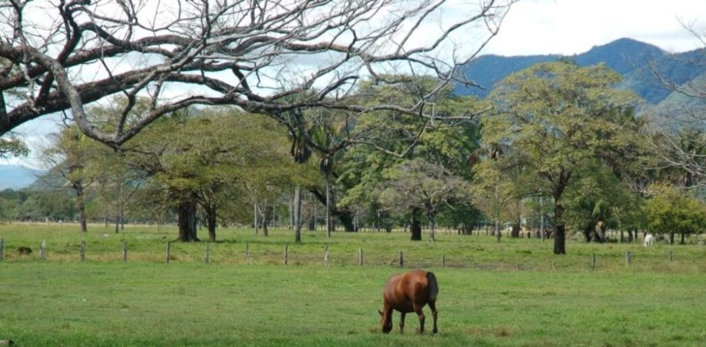 Horse in farm.  Photo by Héctor Vides / Social Media Costa Rica