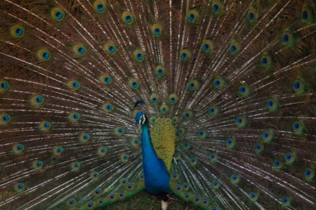 Peacock at Zooave (bird zoo), Alajuela.  Photo by Héctor Vides / Social Media Costa Rica